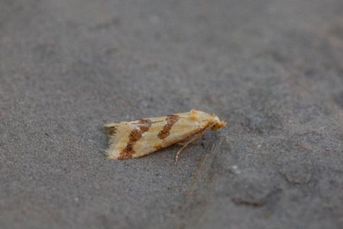 Réf. 246 733 : Aethes sp.